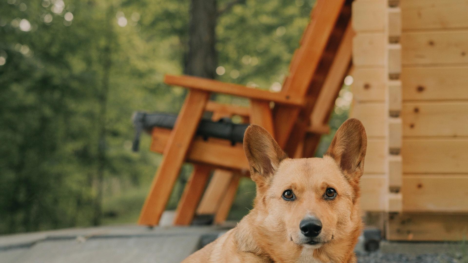 Camping avec animaux de compagnie à Bavella